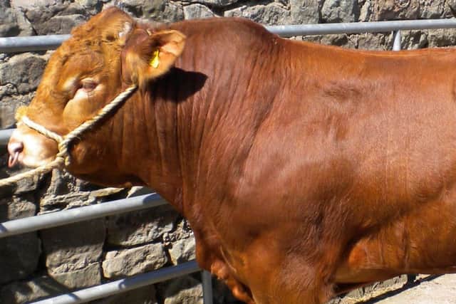 You'd need a strong stomach (and arms) to be a bull head catcher
