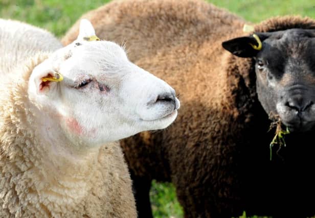 There are more than six million sheep in Scotland. Picture: Lisa Ferguson