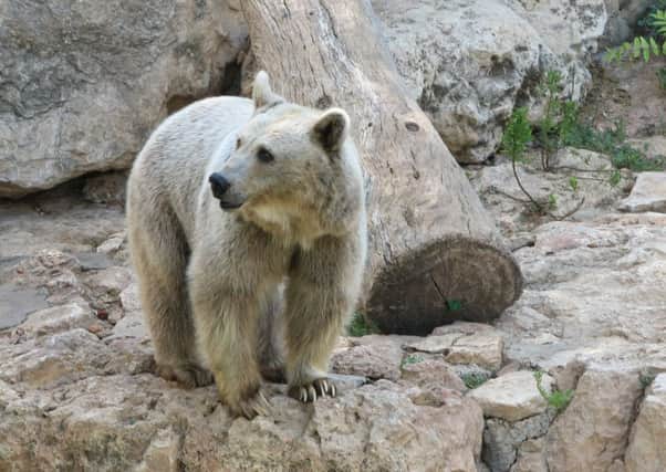 Wojtek was a brown bear and spent his final years at Edinburgh Zoo