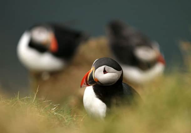 Atlantic puffin numbers are in decline but the reasons are likely more complicated than some think
