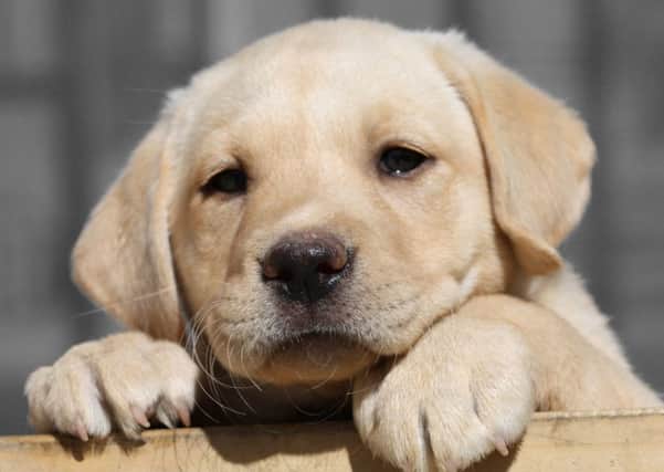Labradors are the country's most loved dog