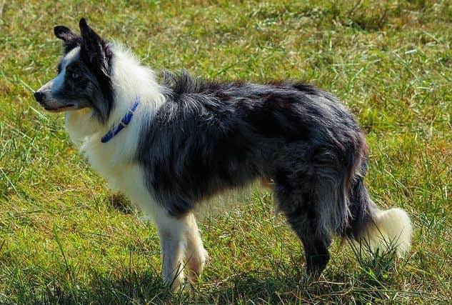 Picture: Border Collie's are particularly popular in Scotland