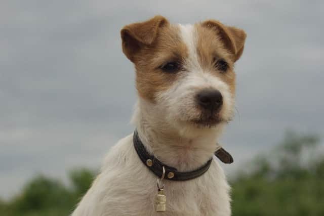 Picture: Jack Russells are a popular addition to Scottish households