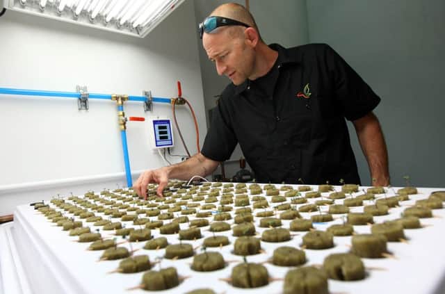 An expert checks cannabis seedlings on the reservation. Picture: AP
