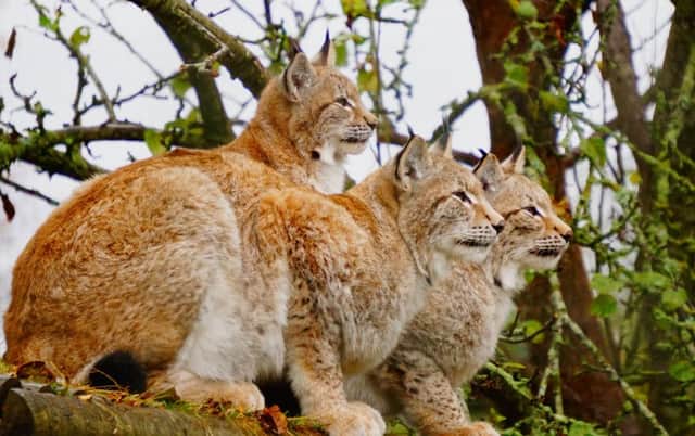 Three lynx cats at RZSS Highland Wilflife Park near Kingussie. Picture: Angeline Hay