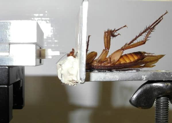 A minute force sensor tests the strength of a cockroach bite. Picture: Hemedia