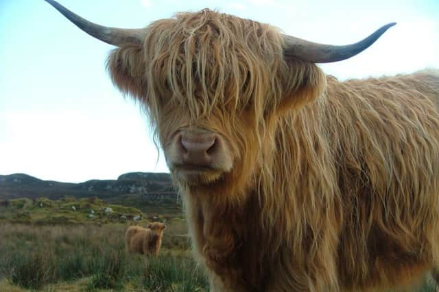 Highland Cow