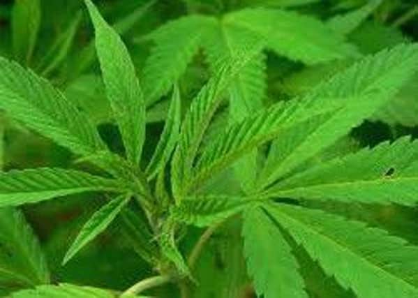 Synthetic versions of cannibanoid compouds found in cannabis plants could help treat diabetics with kidney failure