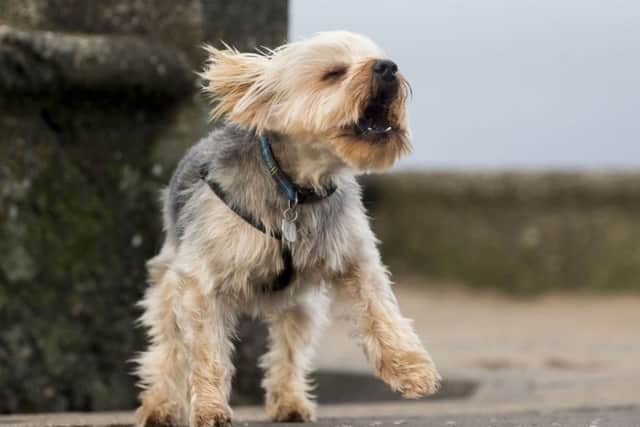Dougal feeling the breeze at Saltcoats in Ayrshire. Picture: PA