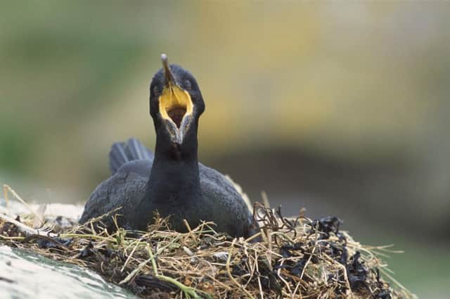The shag is just one of many species from seabirds to plants "increasingly at risk" as temperatures rise. Picture: Andy Hay (rspb-images.com).