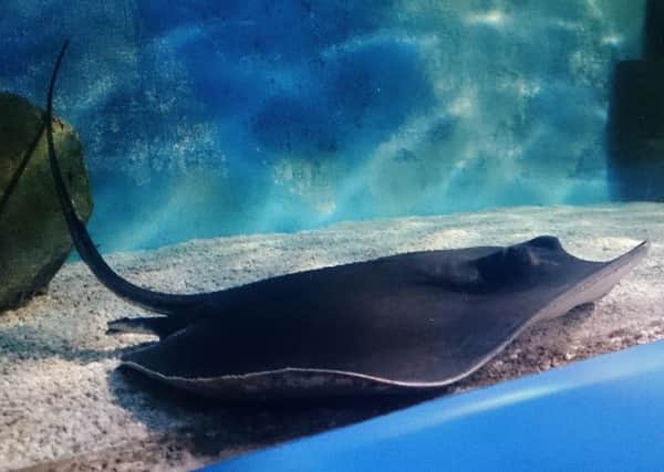 The stingray acclimatises to his new home at Deep Sea World. Picture: Deep Sea World