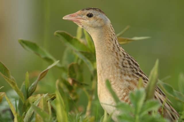 Corncrake numbers are falling due to a cold spring
