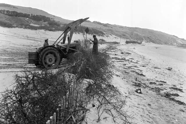 Gullane beach - workers use a tractor to erect a sand wall to prevent erosion in 1964.