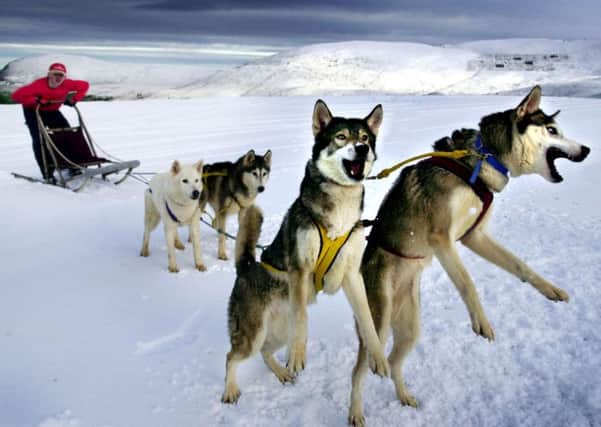 Huskies pull a sled near Loch Morlich in the heart of the Cairngorms. Picture: David Cheskin/PA