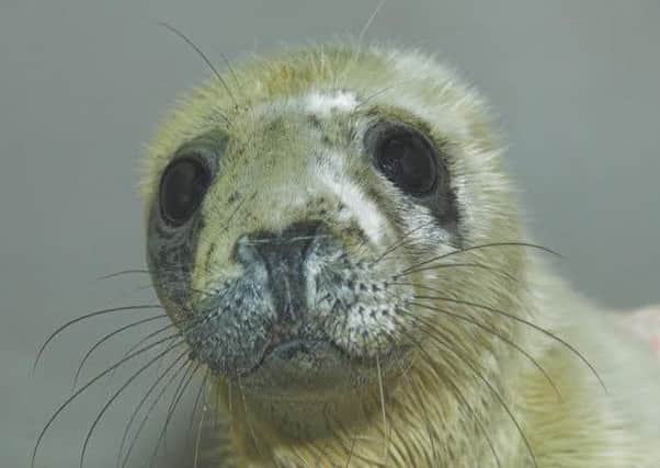 Rogue the three-week-old seal pup was found on the beach at Fraserburgh after being abandoned by her mother