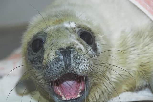 Rogue is now being hand fed fish soup at the Scottish SPCA's resuce centre near Alloa