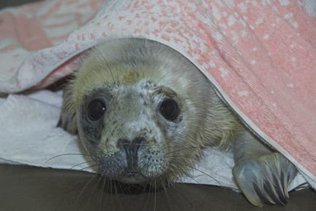 Rogue is being kept warm at the centre, which sees a large number of abandoned pups during the season.