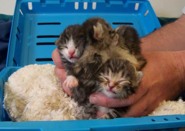 Kittens' welfare could be put at risk from owners not researching the animals needs