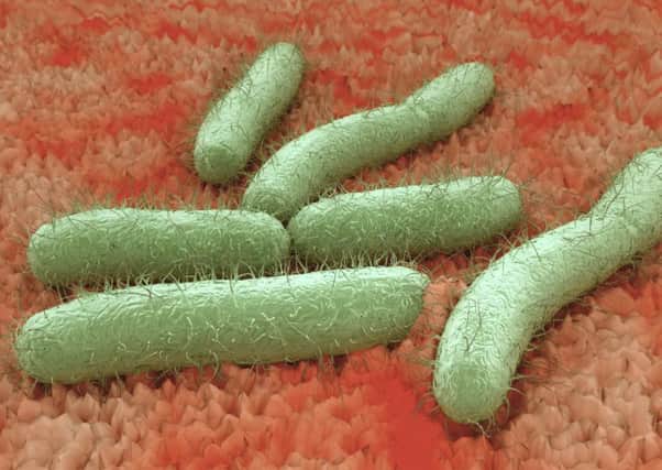 An illustration of the Escherichia coli (E.coli) bug, based on electron microscopic images. Picture: Aunt Spray