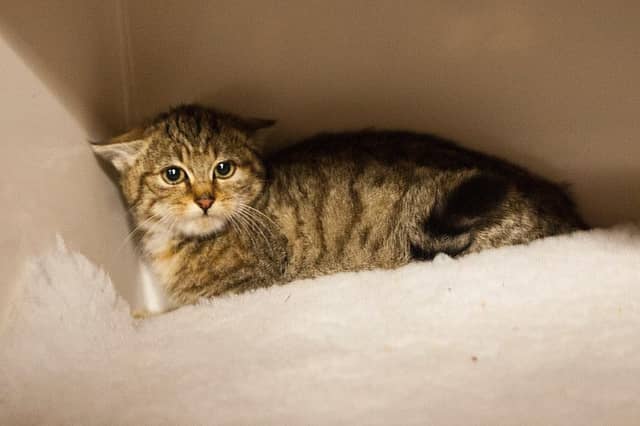 Ferocious bundle of fur Grumpy Cat is being kept away from humans for the moment. Picture: Contributed