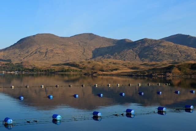 Mussel production in Scotland hit record levels last year