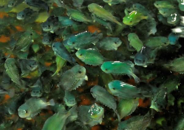 Lumpsucker fish eat the sea lice that can attack farmed salmon. Picture: Pablo Gordillo Chueca
