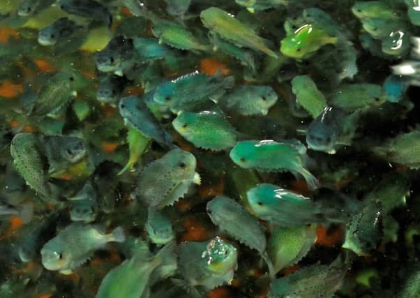 Lumpsucker fish eat the sea lice that can attack farmed salmon. Picture: Pablo Gordillo Chueca