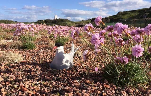 The Isle of May National Nature Reserve won a nature tourism award. Picture: RSPB