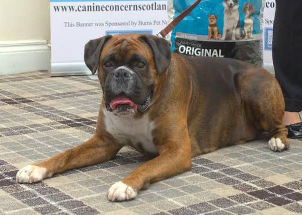 Bruce relaxes after his win. Picture: Barking Cat Pet Photography