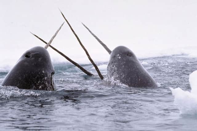 Narwhals teeth were often used as unicorn horns