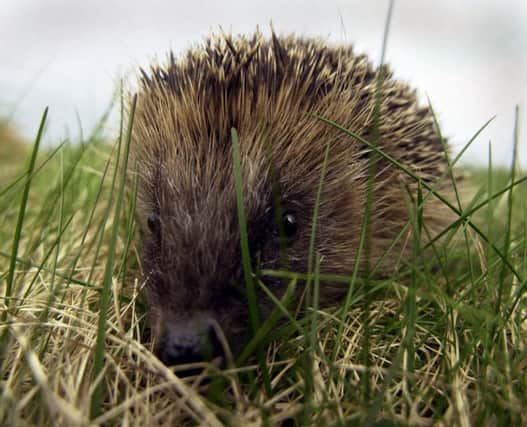 The hedgehog has seen numbers fall by more than half a million . Picture: PA