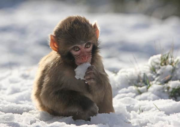 The Japanese macaque experiences snow for the first time. Picture: Peter Jolly