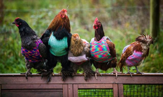 Nicola Congden's rescue chickens model their knitted tank tops. Picture: SWNS