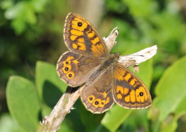 A Wall Brown butterfly