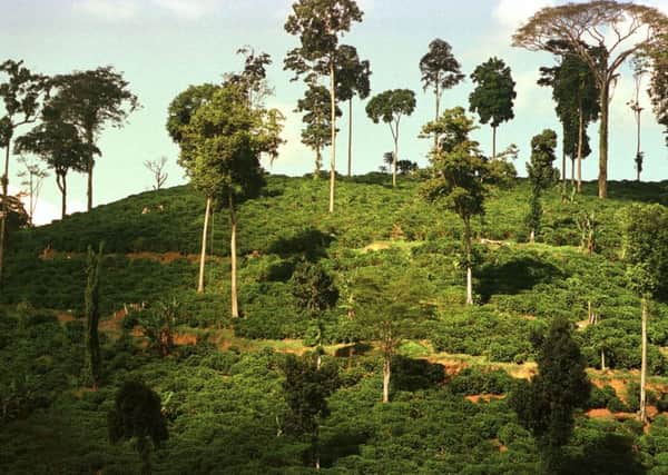 The scientists say droughts could kill the tallest trees in rainforests in the coming decades. Picture: AP Photo/Douglas Engle