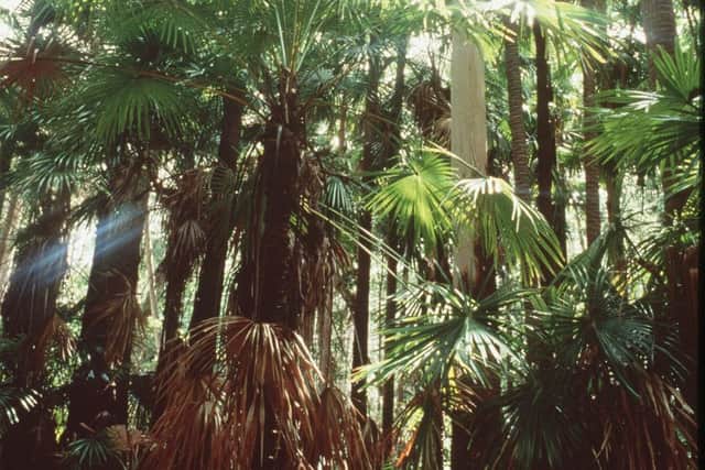 The rainforest at Noosa, Queensland, Australia
