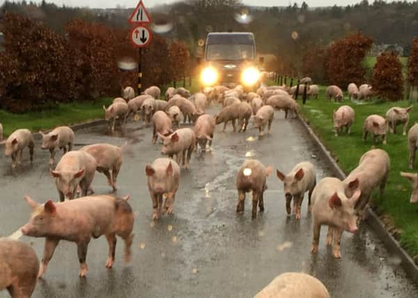 The group of pigs brought traffic on the A920 Ellon to Pitmedden road. Picture: HEMEDIA