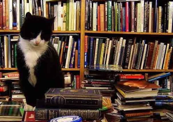 Books everywhere at Glasgow's Voltaire and Rousseau. The cat isn't impressed. Photo: Voltaire and Rousseau