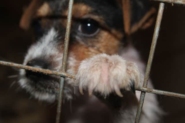 The SSPCA say sellers are offering up puppies that are sick and unealthy