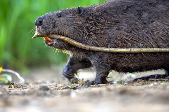 A Bavarian beaver. Picture: Deadline