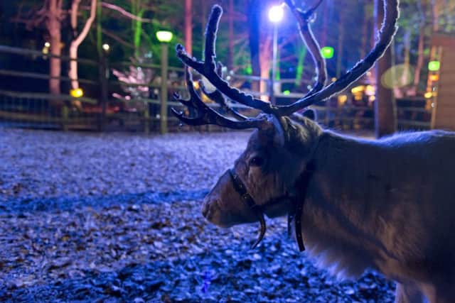 You may see reindeer at Whinfell Forest