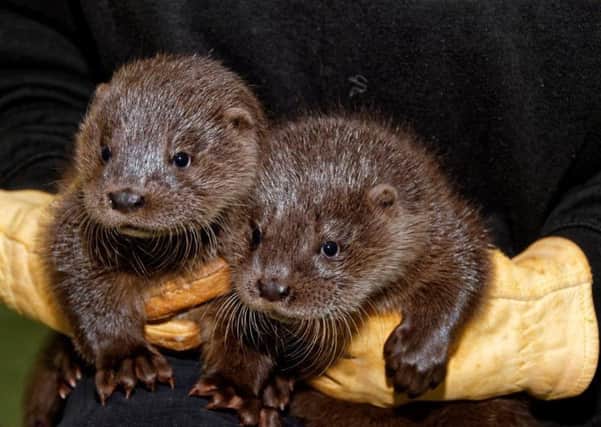 The two female otter cubs, who were rescued from a river bank in the Borders. Picture: PA