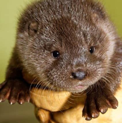 The male otter cub, who was found in Brechin, was very weak. Picture: PA