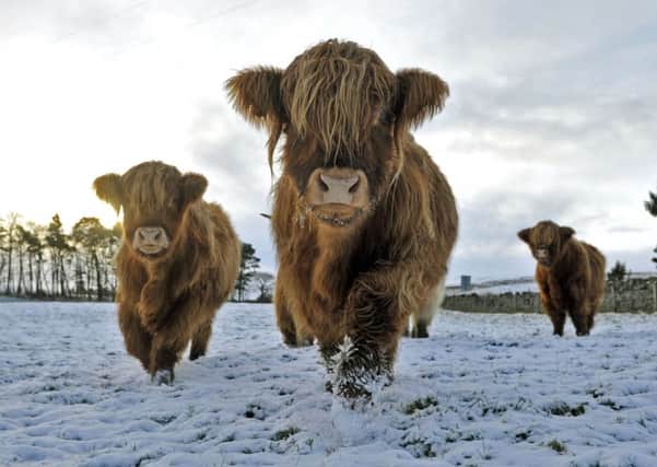 There could be over 1ft of snow in parts of the Highlands. Picture: Phil Wilkinson
