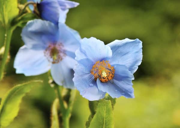 Himalayan blue poppy flower. Picture: Contributed