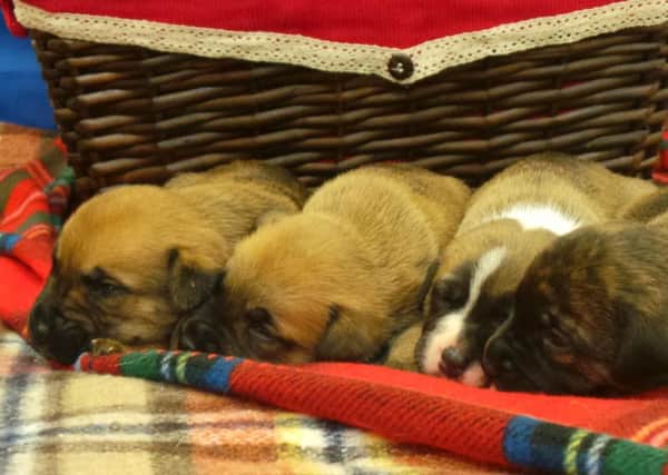Oatcake, Shortbread, Irn Bru and Haggis are all looking for new homes