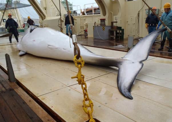 A minke whale on the deck of a whaling ship for research in the Antarctic Ocean. Japan will dispatch a "research" whaling mission to the Antarctic Ocean.
Picture: Getty Images