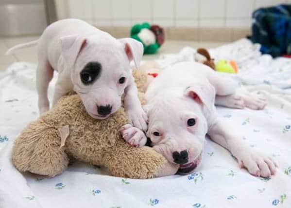 SSPCA won't be rehoming puppies over the festive period