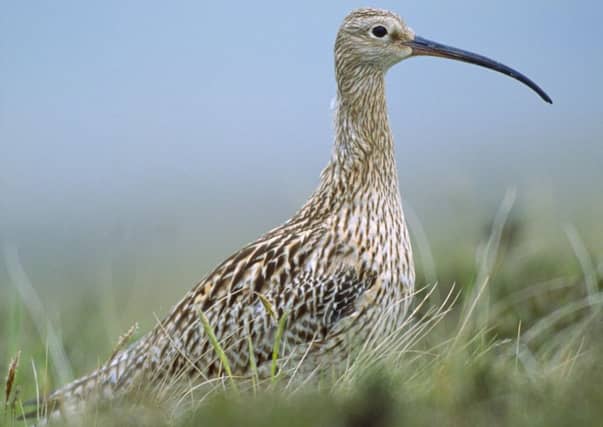 Curlew Numenius arquata, on breeding territory on heather moorland, Lammermuir Hills, Berwickshire, Scotland.