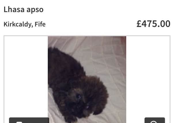 The pup was sold for £475 in November after being advertised on Gumtree